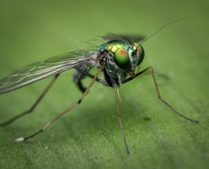 shallow focus of gray and green insect