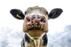 black and white dairy cow s head