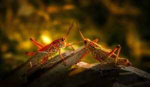 brown grasshopper on brown wooden surface